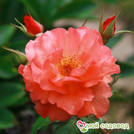 Внешний вид